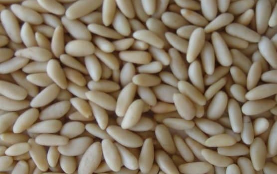 best quality grade pine nuts